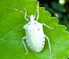 White Bug