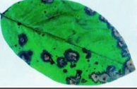 leaf spot.png
