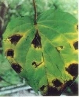 bacterial leaf spot betelvine.jpg