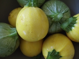 summer squash.jpeg