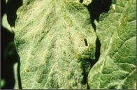 powdery mildew.png
