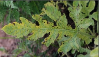 ANTHRACNOSE.png
