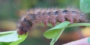 6494idea99cowpea_bihar_hairy_catterpiller.jpg 6494idea99cowpea_bihar_hairy_catterpiller.jpg