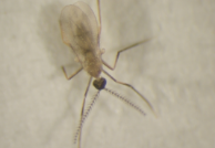 blossom midge.png