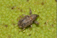 bud weevil.png