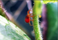 red spider mite.png