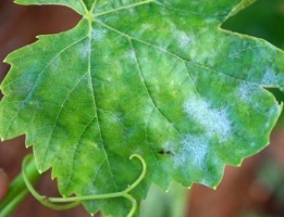 Powdery mildew