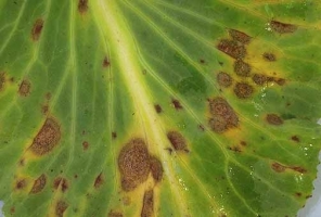 Leaf spot and Blight