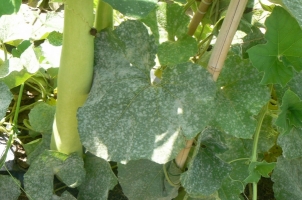 powdery mildew.jpg