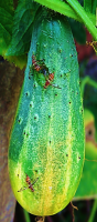 CUCUMBER fruit fly.png