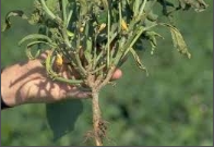 root rot.png