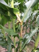 maize Bacterial_Stalk_Rot.jpg
