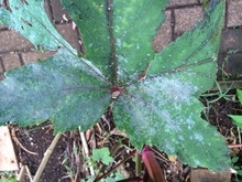 Powdery mildew