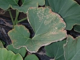 Anthracnose