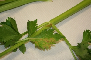 Celery Mosaic Virus