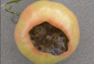 fruit rort.png