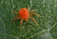 red spider mite.png