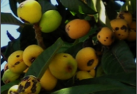 black spot.png