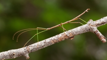 Stick Bugs