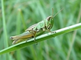 Grasshopper