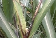 pokha boeng sugarcane.jpg