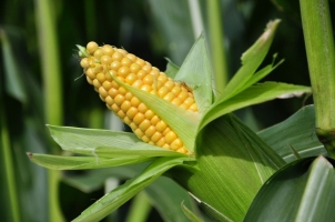 ke_maize_nutrition.jpg