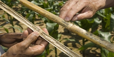 Post Flowering Stalk Rot