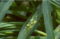 aphids.png