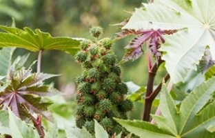 castor_oil-700a08c0855a6bdba2639fcffb04b5e5.jpg