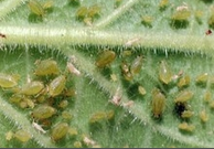 APHIDS.png