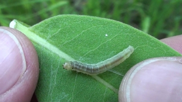 Jamun Leaf Caterpillar