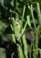 Anthracnose