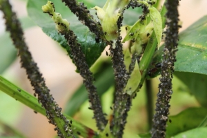 guava aphids.jpg