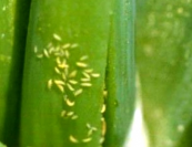 thrips.png