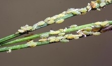 Aphids