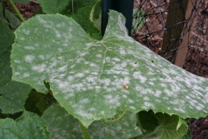 Powdery Mildew