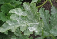 POWDERY MILDEW.png