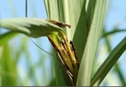 top borer sugarcane.jpg