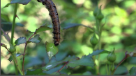 caterpillar.png