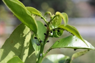 APHID.png