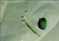 diamond back moth.png