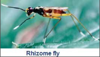 rhizome fly.png