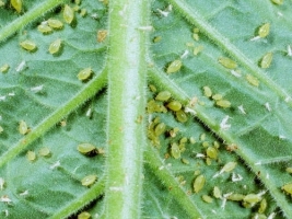 Aphids