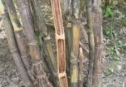 wilt sugarcane.jpg