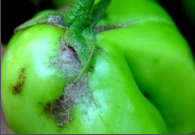 thrips.png