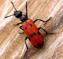 Blister beetle