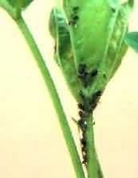 aphids groundnut.jpg