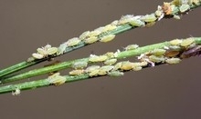 Aphid