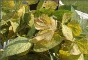yellow mosaic.png