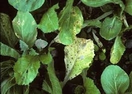 Alternaria Blight